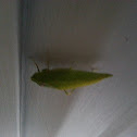 Katydid/ Leaf Bug