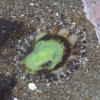 Rough Limpet