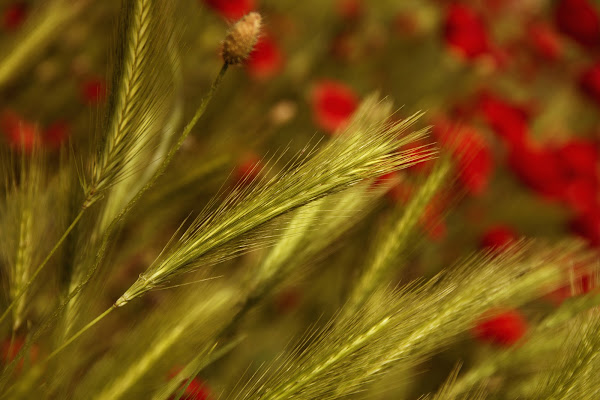 Prati rosso oro di Yoyo