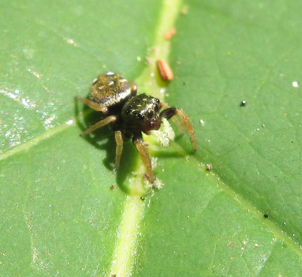 Jumping Spider