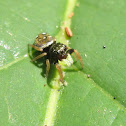 Jumping Spider