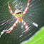 Orb-web Spider