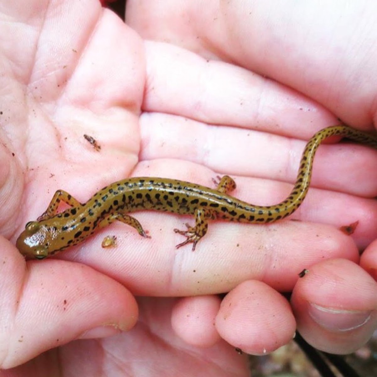 Long-tailed salamander