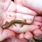 Long-tailed salamander