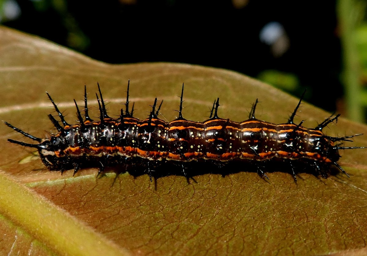 Gulf fritillary