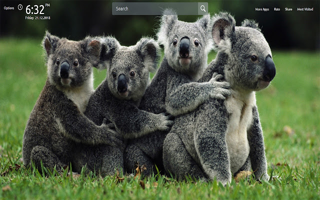 Koala Bear Wallpapers Theme New Tab