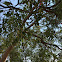 Eucalyptus, Flowering Gum