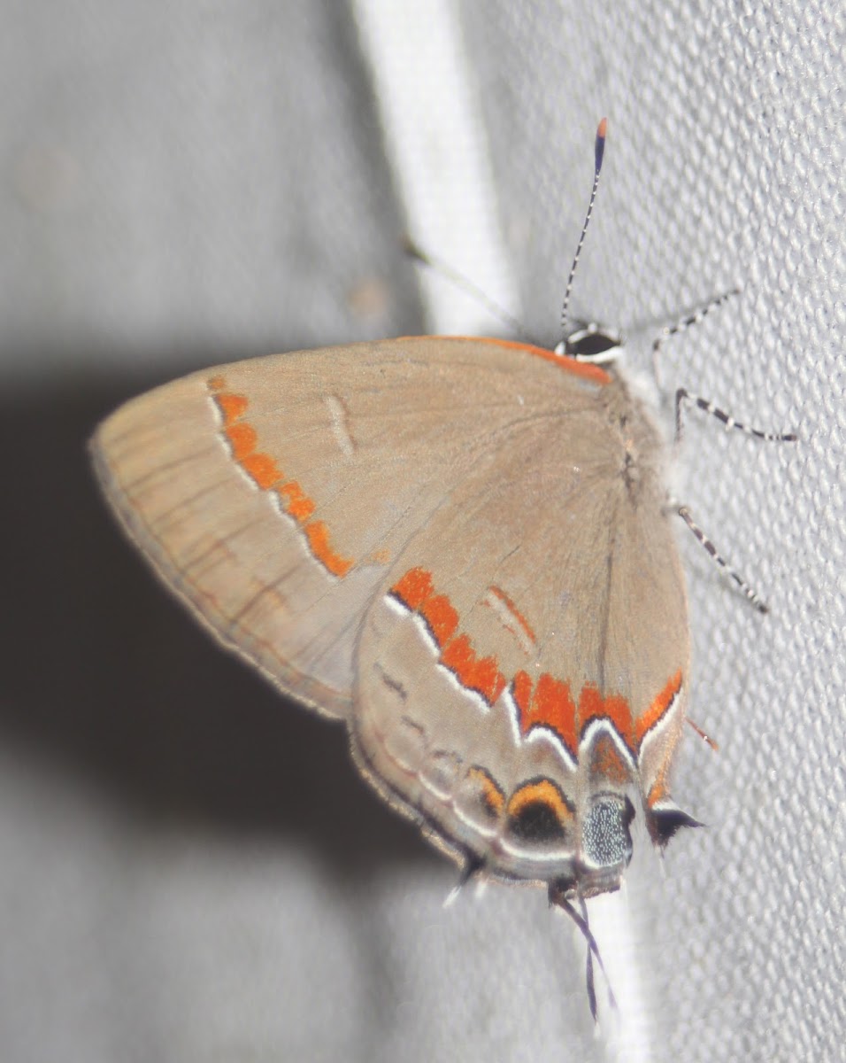 Red-banded Hairstreak