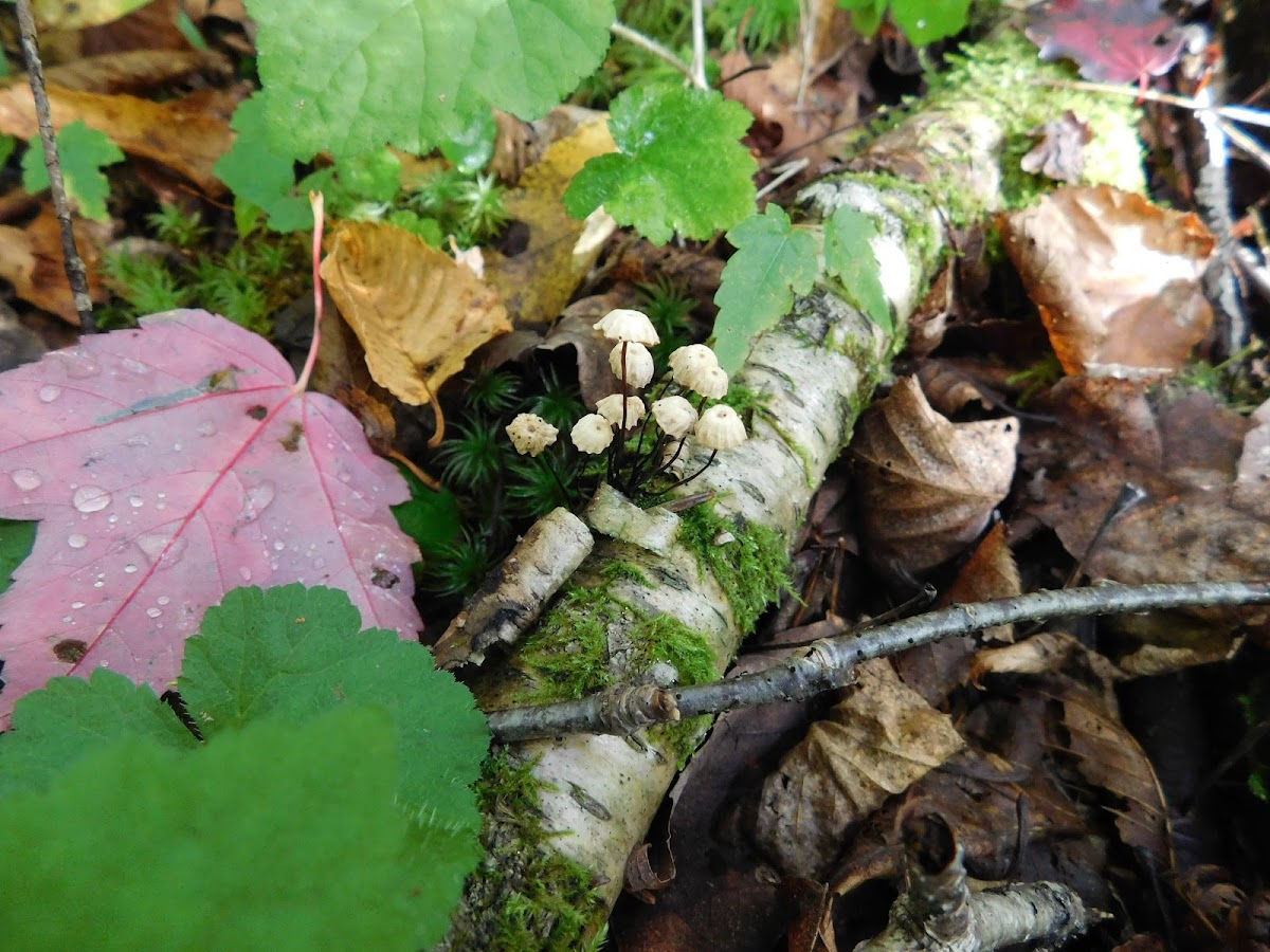 Pinwheel Mushroom