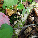 Pinwheel Mushroom