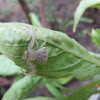 White Flower Crab Spider