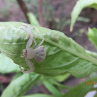 White Flower Crab Spider