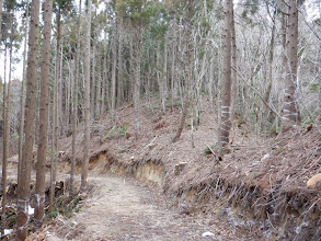 林道から外れ右の尾根に乗る