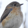 Eastern Bluebird, Female