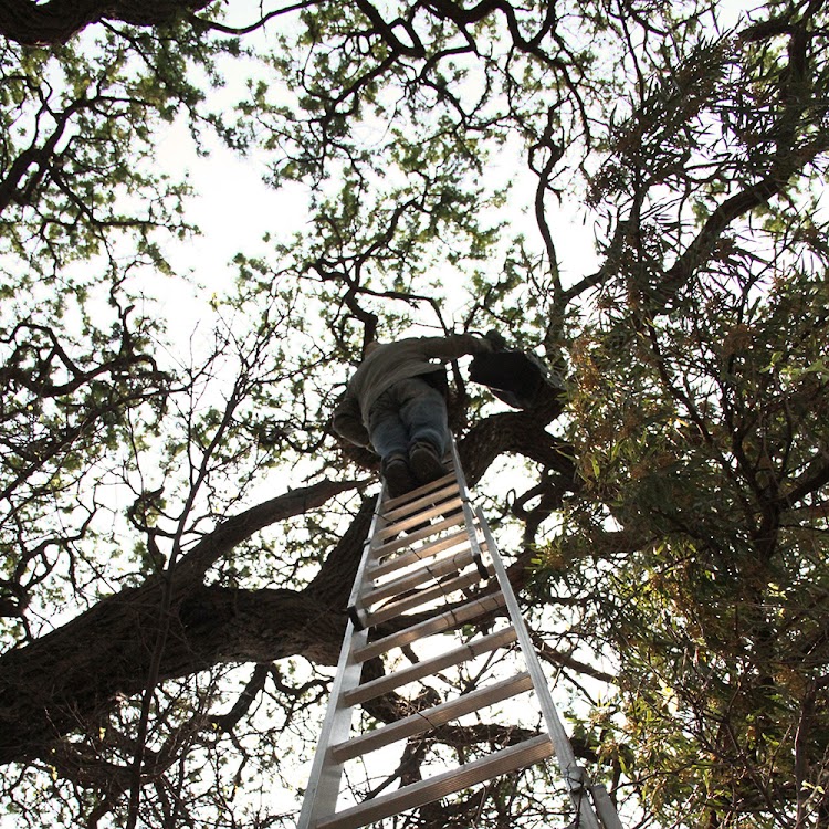 The researcher climbed up to the vulture nest.