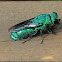 Cuckoo Wasp