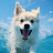 Super Ace Animal Wallpapers icon