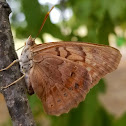 Tawny emperor