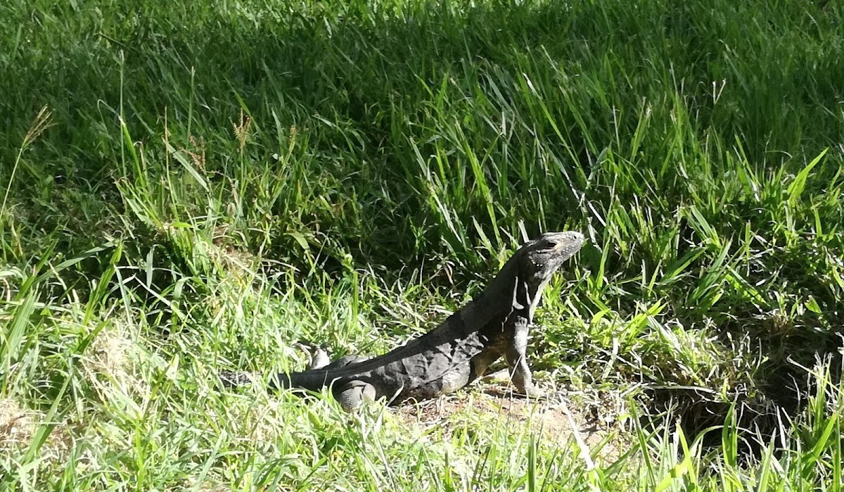 Iguana