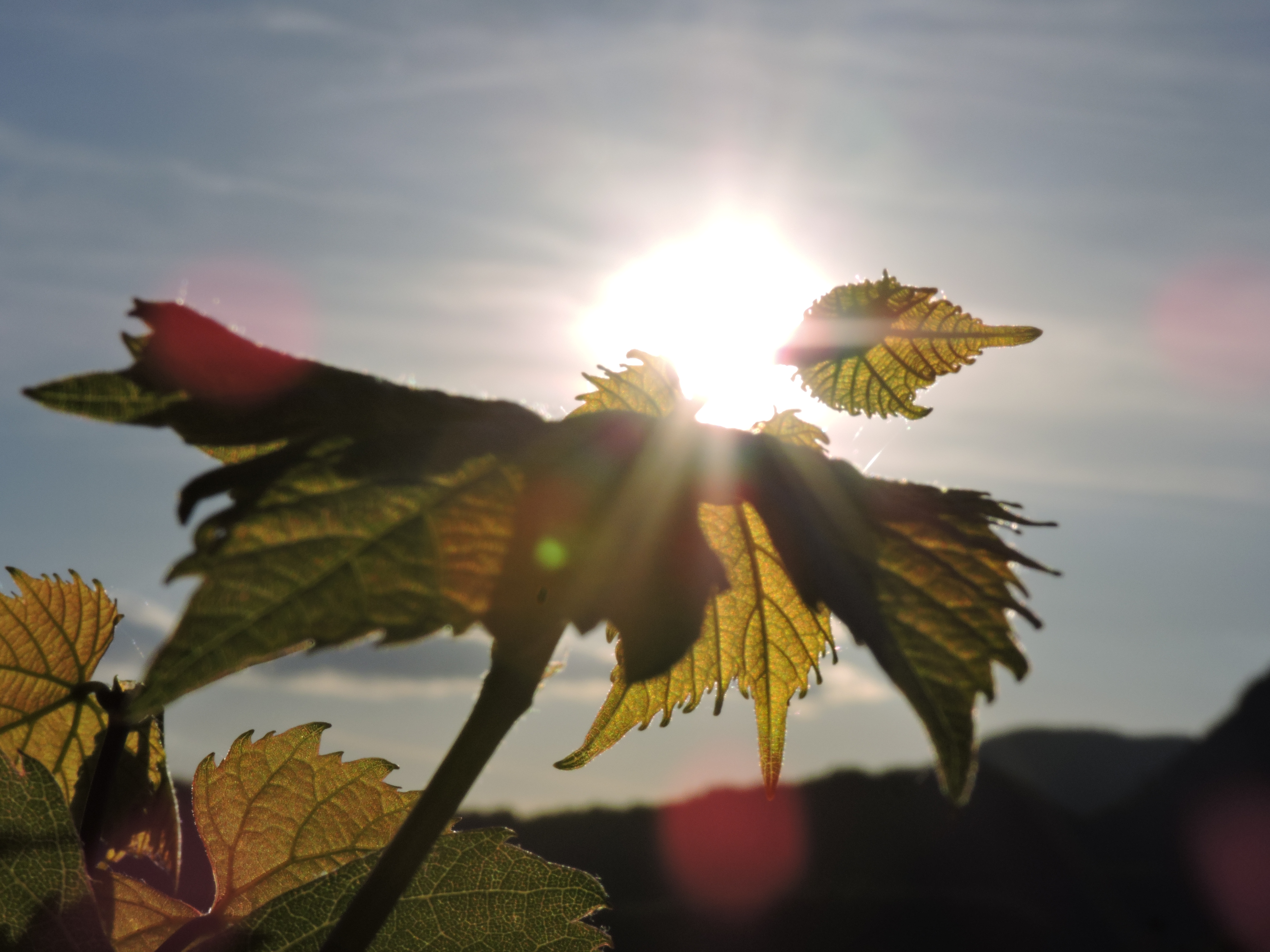 Foglie al sole di Eleonora_Mos