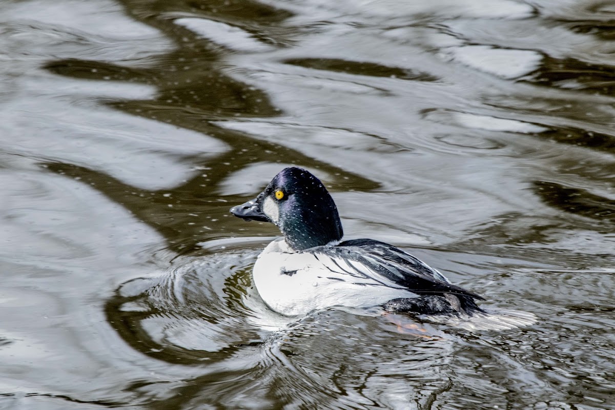 Common Goldeneye