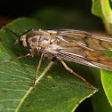 Soldier fly