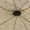 Harvestman