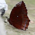 Common Palm Fly