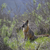 Catalina Island Fox