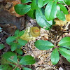 Yellow-Stalked Puffball