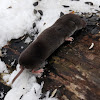 Northern Short-Tailed Shrew