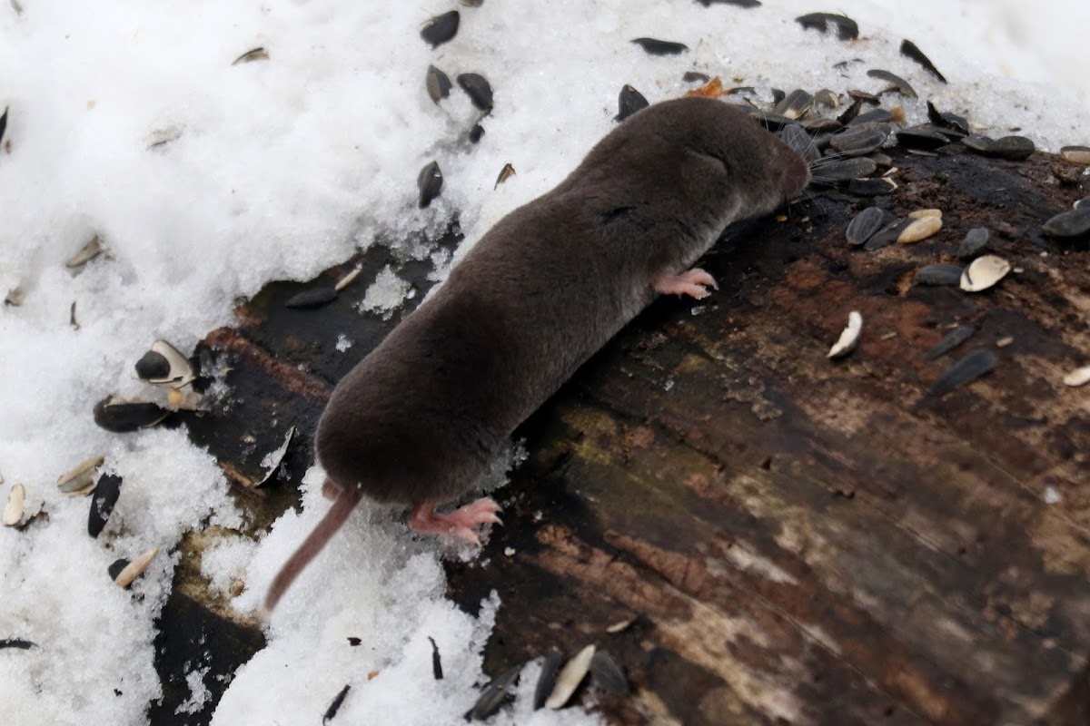 Northern Short-Tailed Shrew