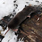 Northern Short-Tailed Shrew