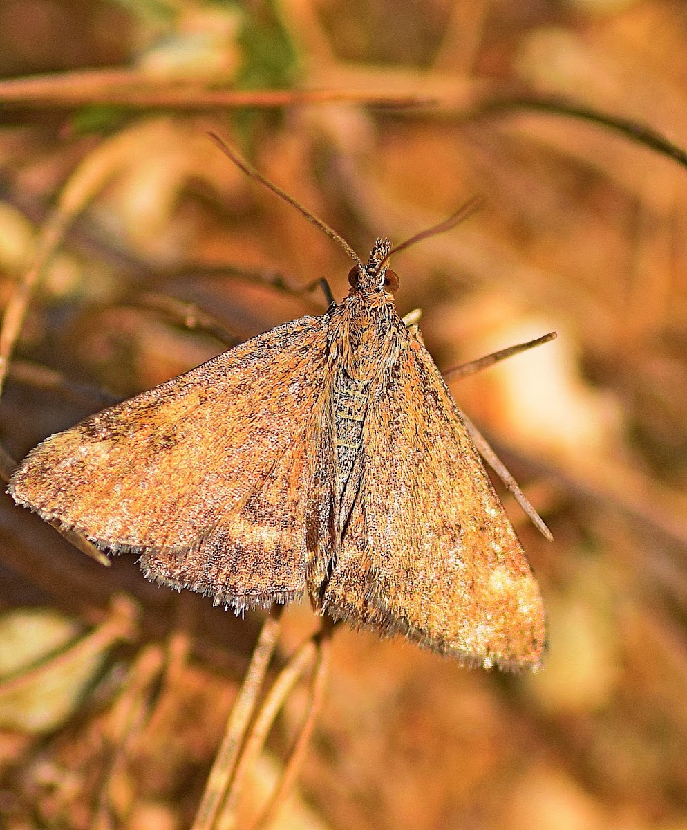 Straw-barred Pearl