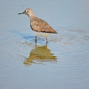 Solitary sandpiper