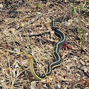 Garter Snake