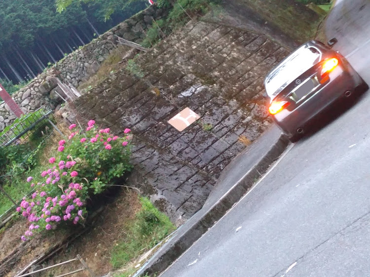 フーガ 51の6月19日(木)日暮れ時・奈良県高市郡明日香村・赤紫？えんじ？の紫陽花・氣都倭既神社⛩️　茂古森・曇ってて薄暗かった(￣▽￣;)に関するカスタム事例の投稿画像8枚目