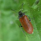 Comb-clawed Beetle