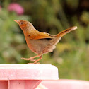 Streaked Laughingthrush