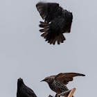 Starling; Estornino Pinto