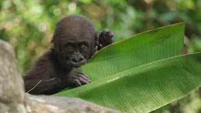 Gorilla Divemaster thumbnail