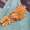 Red slug caterpillar