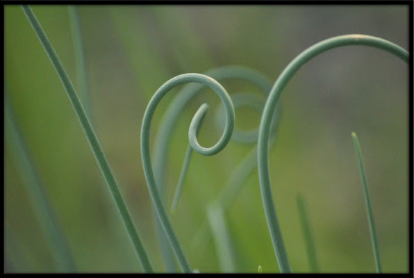 I CAPRICCI DELLA NATURA di cocò