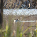 Red-necked Phalarope