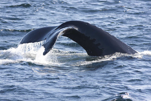 A whale off the coast of  Avalon Peninsula in Newfoundland. 