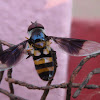 Hoverfly