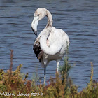 Greater Flamingo; Flamenco