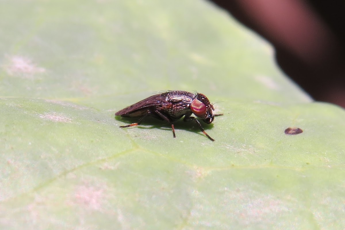 Picture-winged-fly