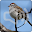 Chipping Sparrow Bird Call Sounds Ringtone Download on Windows
