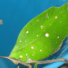 Green-leaf Mimic Katydid